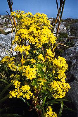 z Yellow flowers[PSwart]